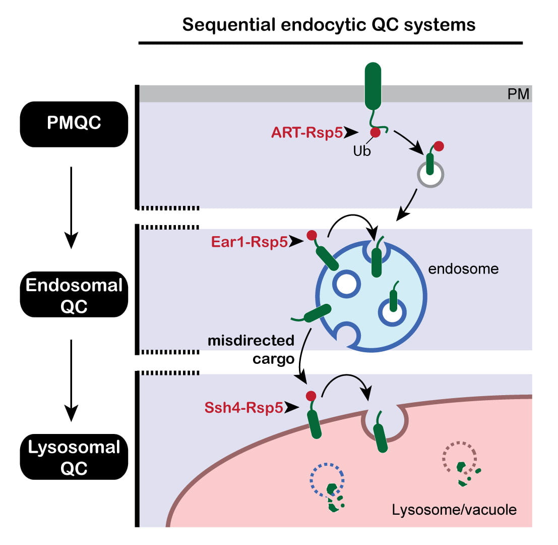Endo-Lysosome PQC mechanisms